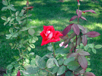 red rose