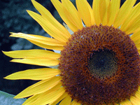 sunflower